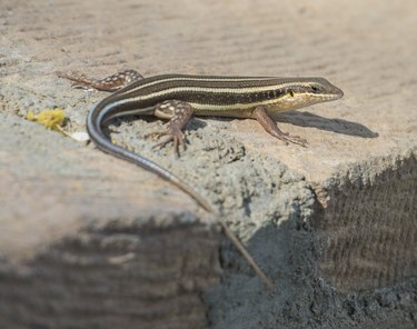 holes movie yellow spotted lizard