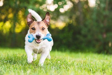 Happy dog running outside with toy bone