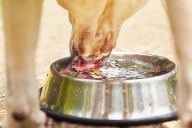 Thirsty dog