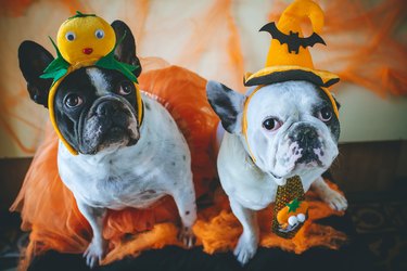 two dogs in Halloween costumes