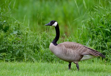 Adult Canada Goose in green grass.