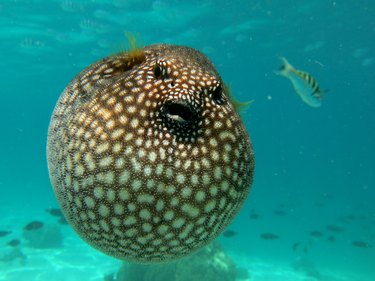 Puffer fish