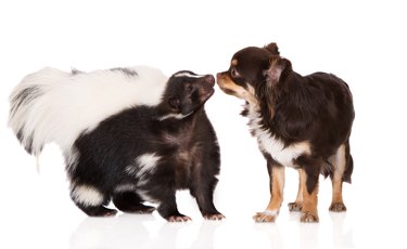 chihuahua dog and a skunk