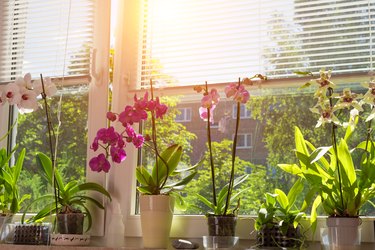 blooming Phalaenopsis Orchids on window