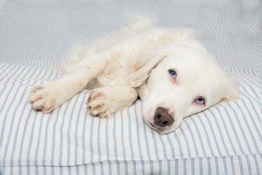 CUTE YOUNG TERRIER DOG WITH BLUE EYES FALLING ASLEEP ON STRIPPED BED OWNER. SICK,SAD OR RELAXING.