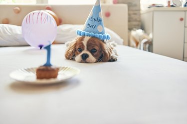 Lone Dog Cone still supports brother