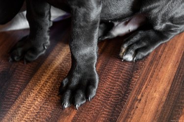 Black Labrador Retriever puppies legs and paw
