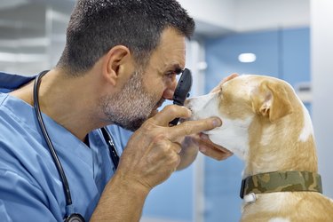 Vet examining dog's eye through ophthalmoscope