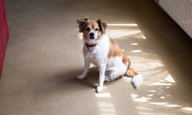 Cute dog sitting on the floor with carpet in a lovely home. brown with white fur