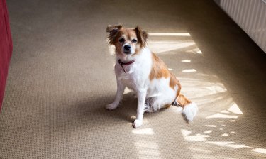 Best thing for clearance dog urine on carpet