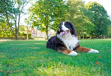 Happy, large Bernese Mountain Dog lying on the green grass in the dog friendly park, looking away from the camera.