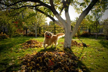 A happy dog running through leaves with a toy in it's mouth