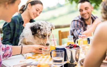 Young people picnic breakfast with cute dog in countryside farm house - Happy friends millennials having fun together outdoors at garden party - Food and beverage lifestyle concept