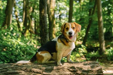 Beautiful Beagle dog sitting on a tree trunk