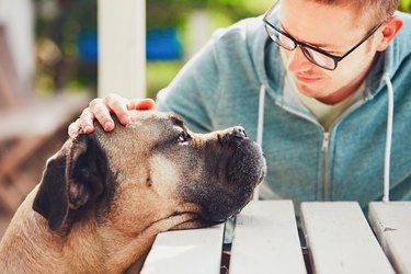 Devoted look of the huge dog