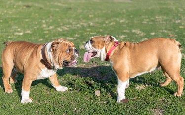 can dogs mate with their siblings