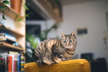 Cat Relaxing On Sofa