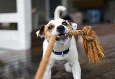 Fox Terrier tugging the rope playing