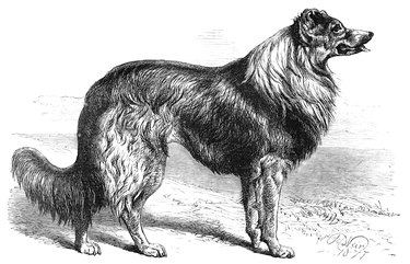 Collie Dog Engraving