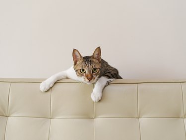 The cat hanging on the couch.