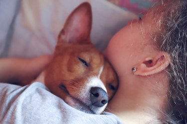 The girl hugs the basenji dog, toned, close up.