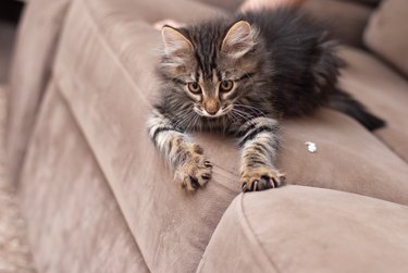 Little one-month striped kitten in playing shows claws on the sofa. Sharp clutches of little baby cat close-up picture