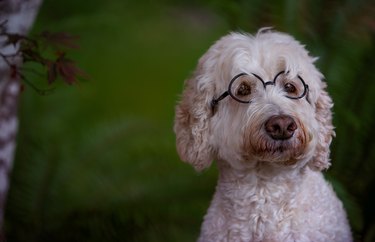 Dog wearing glasses