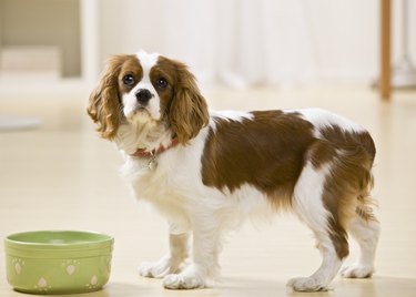 Why Does My Dog Only Eat When I'm Home? | Cuteness