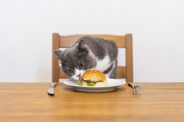 British shorthair cat and hamburger on the table