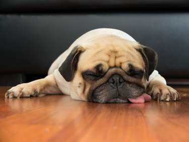 Close-up face Cute pug puppy dog sleeping on laminate floor