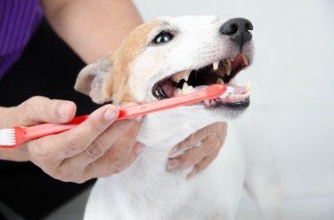 person brushing dog's teeth