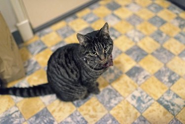 Tabby cat sitting on checkered floor in kitchen.