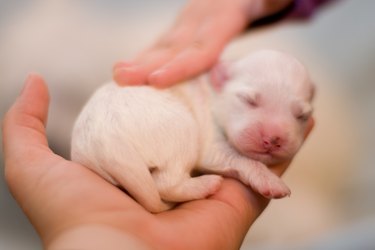 Four days old puppy