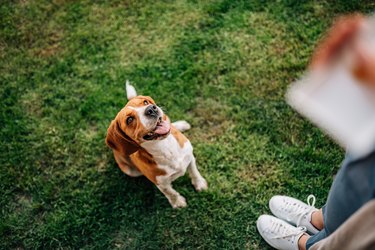 Girl giving a treat to happy, sitting dog.