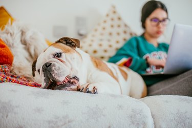 young female working from home on laptop with her bulldog on the couch.