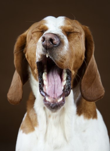 Mixed basset hound dog