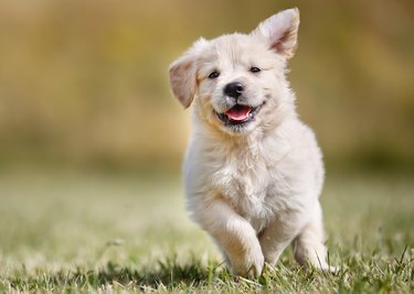 Playful golden retriever puppy