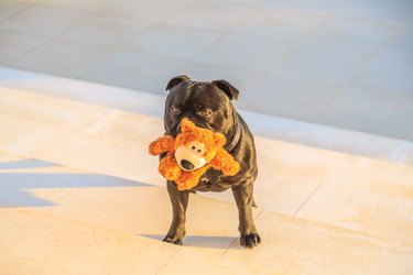 dog with teddy bear in mouth