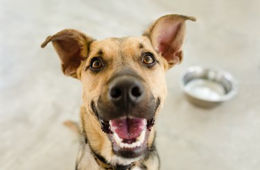 happy dog with water bowl in background