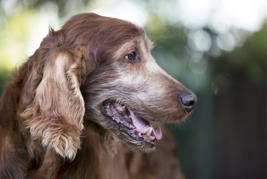 Face of an old pet dog as panting in summer