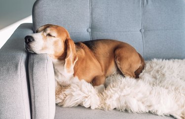 Beagle sleeps on cozy sofa on a blanket