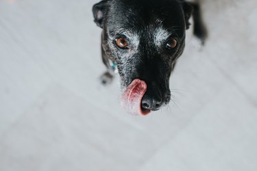 Dog licking lips - stock photo