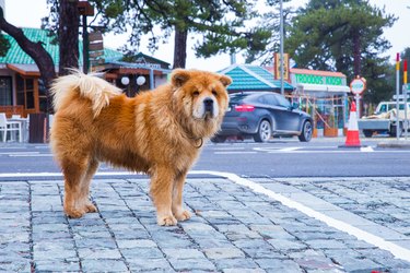 On The Street Chow Chow Dog And Buildings Travel Photodec