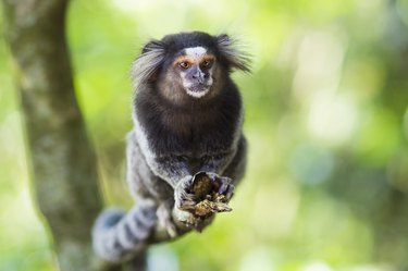 Sagui Monkey in the Wild in Rio de Janeiro, Brazil