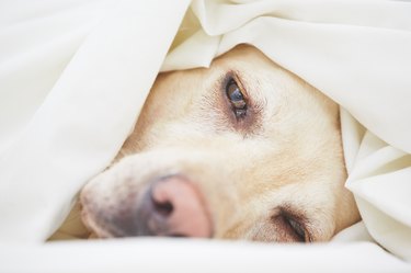 Dog in bed