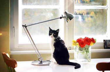Portrait Of Tuxedo Cat Sitting By Lamp Shade And Vase Against Glass Window
