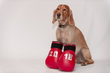 Dog in boxing gloves new year 2018