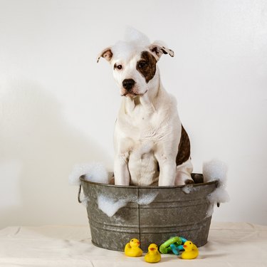 are bubble baths safe for dogs