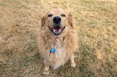 Golden Retriever Happy Dog