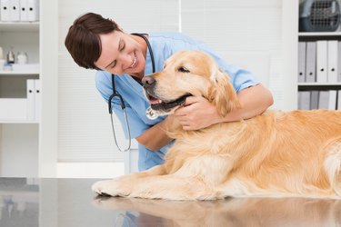 Smiling veterinarian examining a cute golden retriever